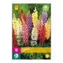 Lupine bollen Mix (XXL zak 10 stuks)